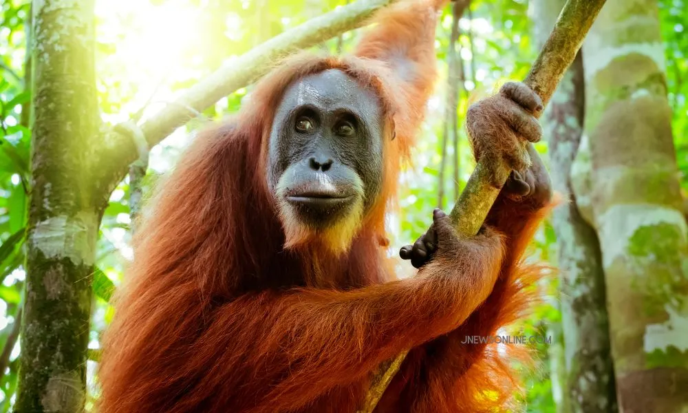 Why Habitat Connectivity Matters for Orangutans: Lessons for Conservation Study