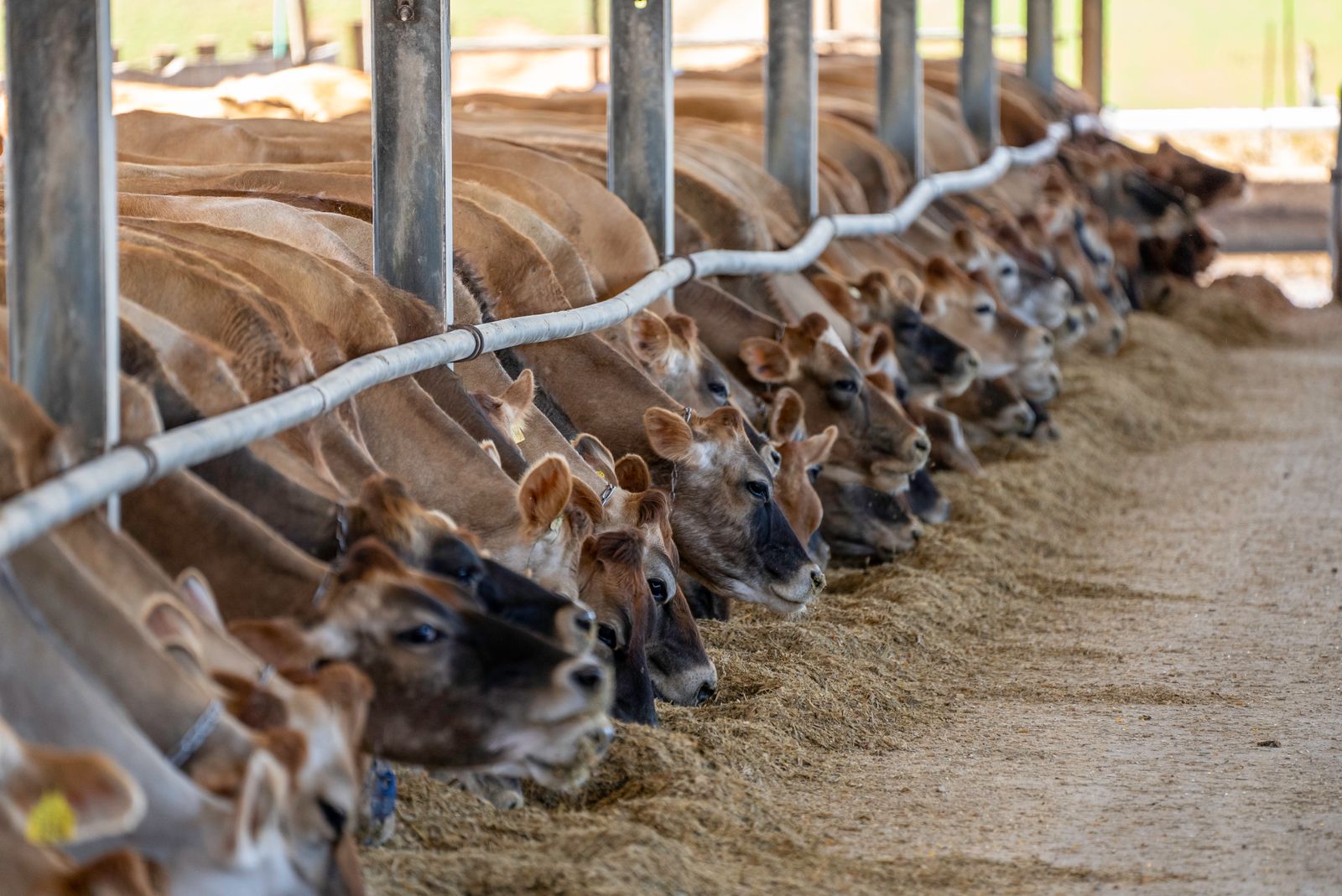 Learning from Temple Grandin: Animal Science, Animal Welfare, and Observation-Based Design
