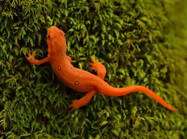 From a Regenerating Newt Limb to Developmental Biology: What Can You Study?