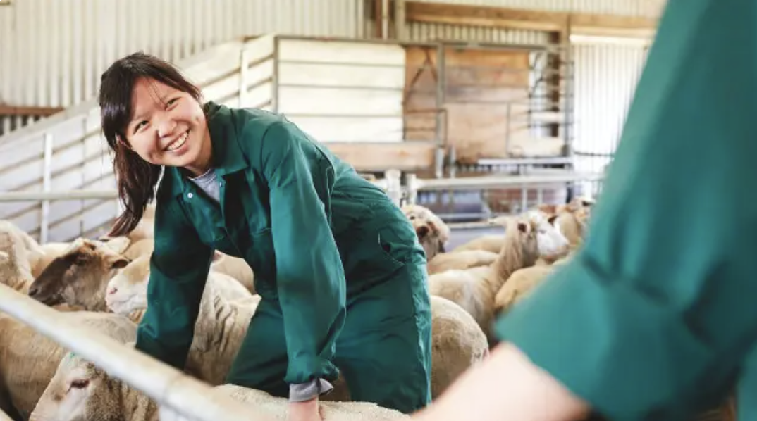 Want to Become a Veterinarian? Understanding Veterinary Medicine at Murdoch University