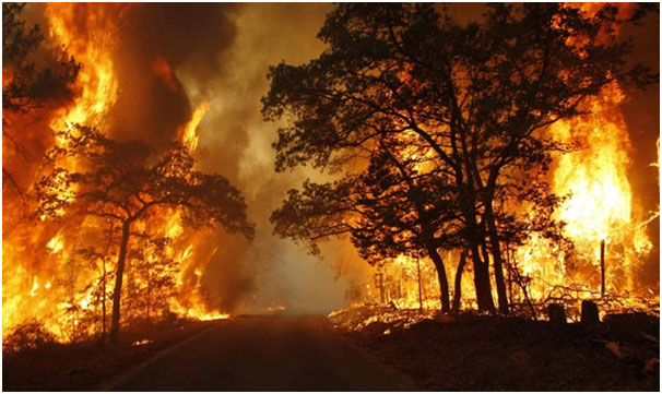 Wildfire Challenges and Green Careers: Study Abroad Options